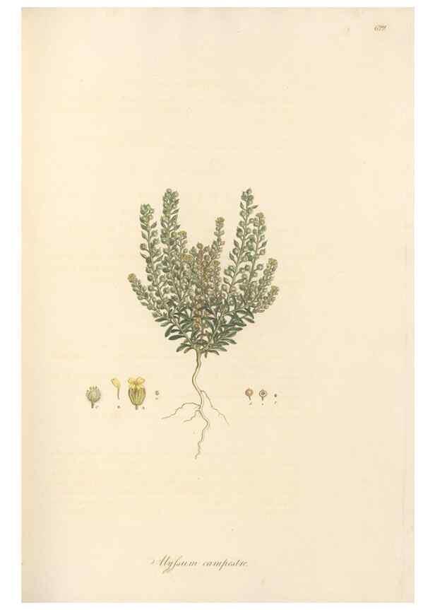 Reproducción/Reproduction 49557979057: Flora Graeca, sive, Plantarum rariorum historia, quas in provinciis aut insulis Graeciae /. Londini :Typis Richardi Taylor et socii, in Vico Shoe-Lane :MDCCCVI-MDCCCXL [1806-1840].. 