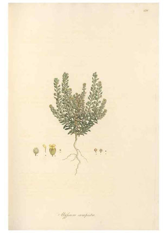 Reproducción/Reproduction 49557979057: Flora Graeca, sive, Plantarum rariorum historia, quas in provinciis aut insulis Graeciae /. Londini :Typis Richardi Taylor et socii, in Vico Shoe-Lane :MDCCCVI-MDCCCXL [1806-1840].. 
