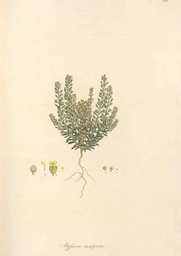 Reproducción/Reproduction 49557979057: Flora Graeca, sive, Plantarum rariorum historia, quas in provinciis aut insulis Graeciae /. Londini :Typis Richardi Taylor et socii, in Vico Shoe-Lane :MDCCCVI-MDCCCXL [1806-1840].. 