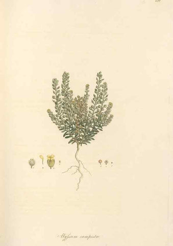 Reproducción/Reproduction 49557979057: Flora Graeca, sive, Plantarum rariorum historia, quas in provinciis aut insulis Graeciae /. Londini :Typis Richardi Taylor et socii, in Vico Shoe-Lane :MDCCCVI-MDCCCXL [1806-1840].. 