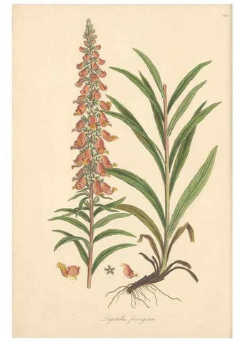 Reproducción/Reproduction 49557739386: Flora Graeca, sive, Plantarum rariorum historia, quas in provinciis aut insulis Graeciae /. Londini :Typis Richardi Taylor et socii, in Vico Shoe-Lane :MDCCCVI-MDCCCXL [1806-1840].. 