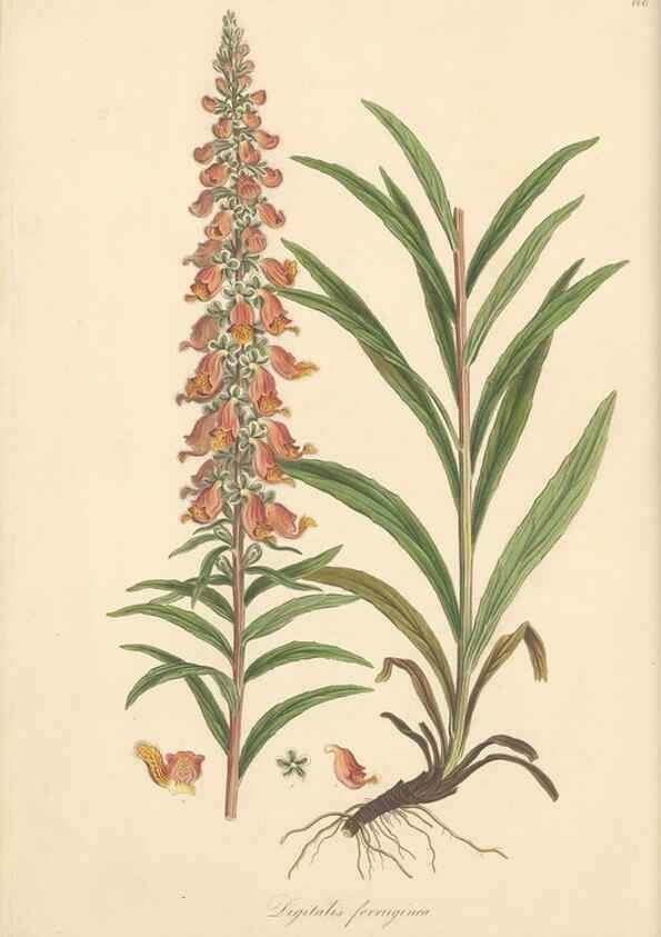 Reproducción/Reproduction 49557739386: Flora Graeca, sive, Plantarum rariorum historia, quas in provinciis aut insulis Graeciae /. Londini :Typis Richardi Taylor et socii, in Vico Shoe-Lane :MDCCCVI-MDCCCXL [1806-1840].. 