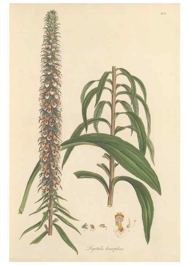 Reproducción/Reproduction 49557974432: Flora Graeca, sive, Plantarum rariorum historia, quas in provinciis aut insulis Graeciae /. Londini :Typis Richardi Taylor et socii, in Vico Shoe-Lane :MDCCCVI-MDCCCXL [1806-1840].. 