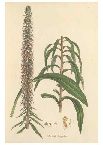 Reproducción/Reproduction 49557974432: Flora Graeca, sive, Plantarum rariorum historia, quas in provinciis aut insulis Graeciae /. Londini :Typis Richardi Taylor et socii, in Vico Shoe-Lane :MDCCCVI-MDCCCXL [1806-1840].. 