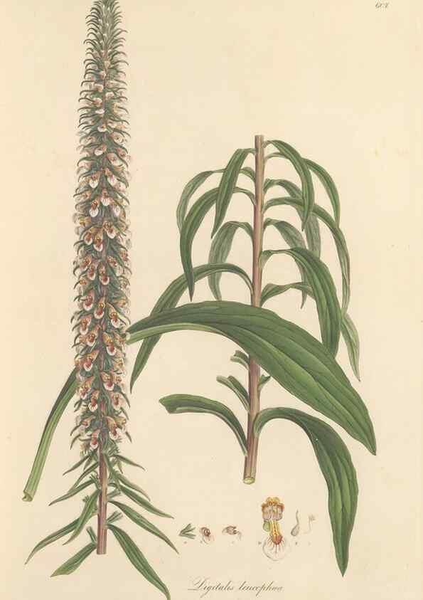 Reproducción/Reproduction 49557974432: Flora Graeca, sive, Plantarum rariorum historia, quas in provinciis aut insulis Graeciae /. Londini :Typis Richardi Taylor et socii, in Vico Shoe-Lane :MDCCCVI-MDCCCXL [1806-1840].. 