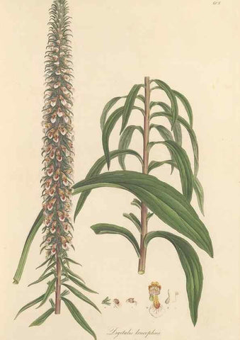 Reproducción/Reproduction 49557974432: Flora Graeca, sive, Plantarum rariorum historia, quas in provinciis aut insulis Graeciae /. Londini :Typis Richardi Taylor et socii, in Vico Shoe-Lane :MDCCCVI-MDCCCXL [1806-1840].. 
