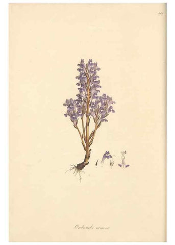 Reproducción/Reproduction 49557243628: Flora Graeca, sive, Plantarum rariorum historia, quas in provinciis aut insulis Graeciae /. Londini :Typis Richardi Taylor et socii, in Vico Shoe-Lane :MDCCCVI-MDCCCXL [1806-1840].. 