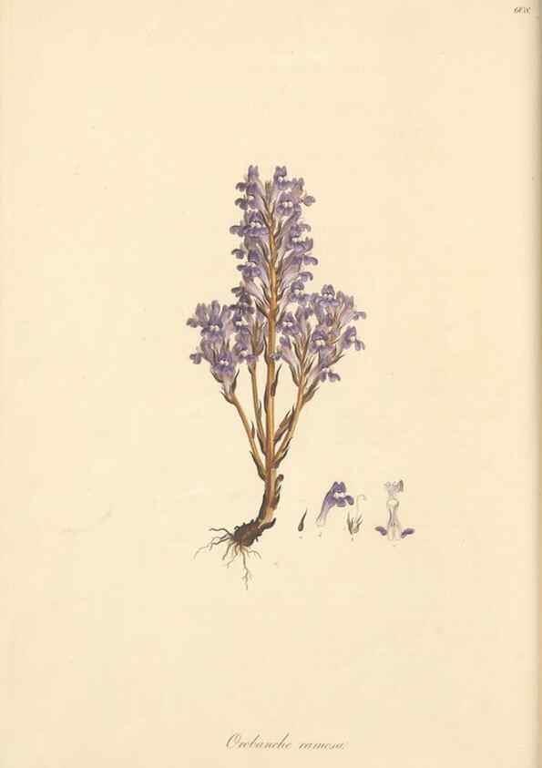 Reproducción/Reproduction 49557243628: Flora Graeca, sive, Plantarum rariorum historia, quas in provinciis aut insulis Graeciae /. Londini :Typis Richardi Taylor et socii, in Vico Shoe-Lane :MDCCCVI-MDCCCXL [1806-1840].. 