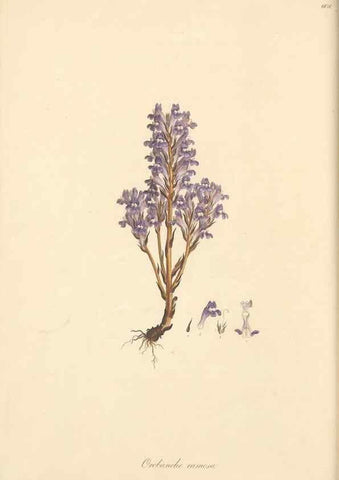 Reproducción/Reproduction 49557243628: Flora Graeca, sive, Plantarum rariorum historia, quas in provinciis aut insulis Graeciae /. Londini :Typis Richardi Taylor et socii, in Vico Shoe-Lane :MDCCCVI-MDCCCXL [1806-1840].. 