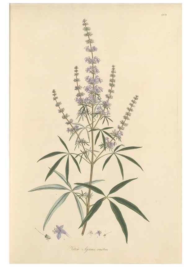 Reproducción/Reproduction 49557975002: Flora Graeca, sive, Plantarum rariorum historia, quas in provinciis aut insulis Graeciae /. Londini :Typis Richardi Taylor et socii, in Vico Shoe-Lane :MDCCCVI-MDCCCXL [1806-1840].. 