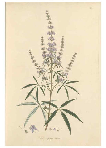 Reproducción/Reproduction 49557975002: Flora Graeca, sive, Plantarum rariorum historia, quas in provinciis aut insulis Graeciae /. Londini :Typis Richardi Taylor et socii, in Vico Shoe-Lane :MDCCCVI-MDCCCXL [1806-1840].. 