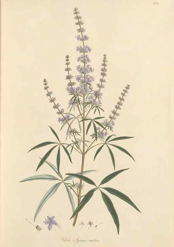 Reproducción/Reproduction 49557975002: Flora Graeca, sive, Plantarum rariorum historia, quas in provinciis aut insulis Graeciae /. Londini :Typis Richardi Taylor et socii, in Vico Shoe-Lane :MDCCCVI-MDCCCXL [1806-1840].. 