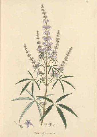 Reproducción/Reproduction 49557975002: Flora Graeca, sive, Plantarum rariorum historia, quas in provinciis aut insulis Graeciae /. Londini :Typis Richardi Taylor et socii, in Vico Shoe-Lane :MDCCCVI-MDCCCXL [1806-1840].. 