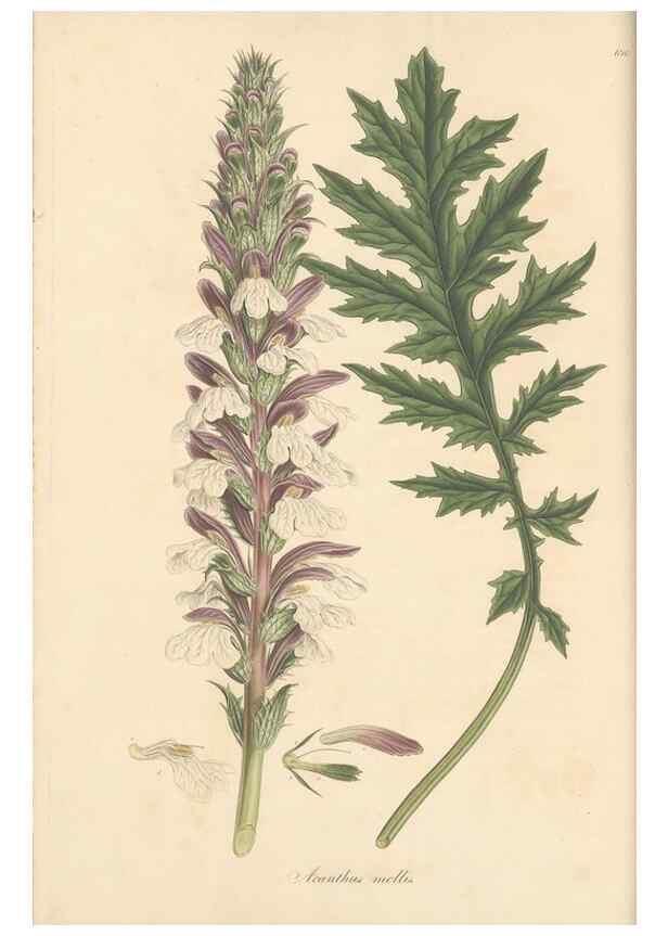 Reproducción/Reproduction 49557740496: Flora Graeca, sive, Plantarum rariorum historia, quas in provinciis aut insulis Graeciae /. Londini :Typis Richardi Taylor et socii, in Vico Shoe-Lane :MDCCCVI-MDCCCXL [1806-1840].. 