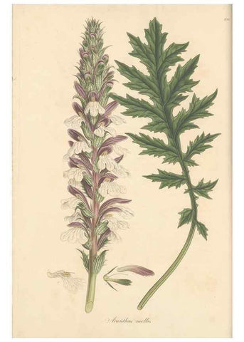 Reproducción/Reproduction 49557740496: Flora Graeca, sive, Plantarum rariorum historia, quas in provinciis aut insulis Graeciae /. Londini :Typis Richardi Taylor et socii, in Vico Shoe-Lane :MDCCCVI-MDCCCXL [1806-1840].. 