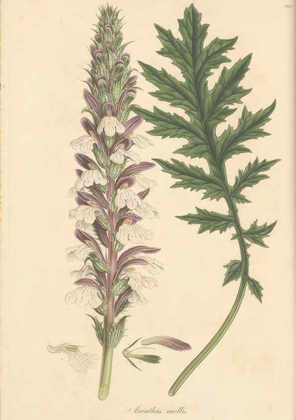 Reproducción/Reproduction 49557740496: Flora Graeca, sive, Plantarum rariorum historia, quas in provinciis aut insulis Graeciae /. Londini :Typis Richardi Taylor et socii, in Vico Shoe-Lane :MDCCCVI-MDCCCXL [1806-1840].. 