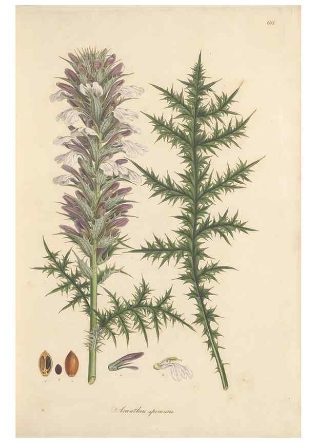 Reproducción/Reproduction 49557975677: Flora Graeca, sive, Plantarum rariorum historia, quas in provinciis aut insulis Graeciae /. Londini :Typis Richardi Taylor et socii, in Vico Shoe-Lane :MDCCCVI-MDCCCXL [1806-1840].. 