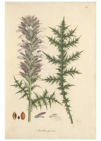 Reproducción/Reproduction 49557975677: Flora Graeca, sive, Plantarum rariorum historia, quas in provinciis aut insulis Graeciae /. Londini :Typis Richardi Taylor et socii, in Vico Shoe-Lane :MDCCCVI-MDCCCXL [1806-1840].. 