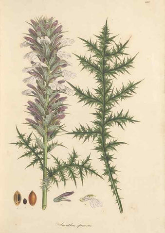 Reproducción/Reproduction 49557975677: Flora Graeca, sive, Plantarum rariorum historia, quas in provinciis aut insulis Graeciae /. Londini :Typis Richardi Taylor et socii, in Vico Shoe-Lane :MDCCCVI-MDCCCXL [1806-1840].. 