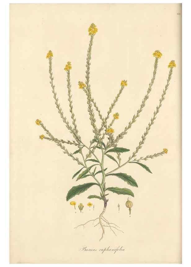 Reproducción/Reproduction 49557975972: Flora Graeca, sive, Plantarum rariorum historia, quas in provinciis aut insulis Graeciae /. Londini :Typis Richardi Taylor et socii, in Vico Shoe-Lane :MDCCCVI-MDCCCXL [1806-1840].. 