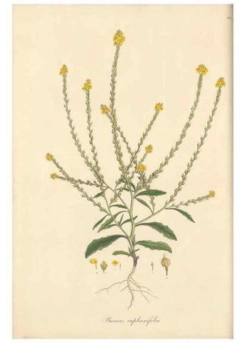Reproducción/Reproduction 49557975972: Flora Graeca, sive, Plantarum rariorum historia, quas in provinciis aut insulis Graeciae /. Londini :Typis Richardi Taylor et socii, in Vico Shoe-Lane :MDCCCVI-MDCCCXL [1806-1840].. 