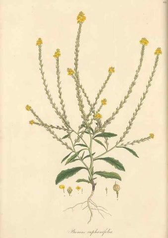 Reproducción/Reproduction 49557975972: Flora Graeca, sive, Plantarum rariorum historia, quas in provinciis aut insulis Graeciae /. Londini :Typis Richardi Taylor et socii, in Vico Shoe-Lane :MDCCCVI-MDCCCXL [1806-1840].. 