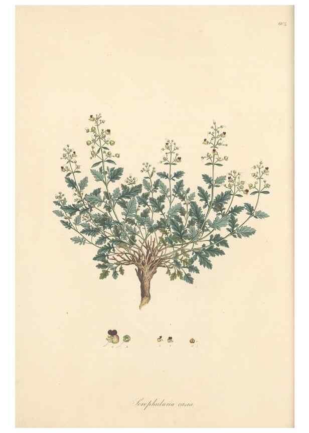 Reproducción/Reproduction 49557242473: Flora Graeca, sive, Plantarum rariorum historia, quas in provinciis aut insulis Graeciae /. Londini :Typis Richardi Taylor et socii, in Vico Shoe-Lane :MDCCCVI-MDCCCXL [1806-1840].. 