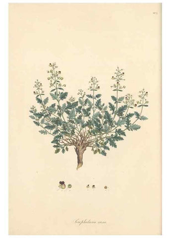 Reproducción/Reproduction 49557242473: Flora Graeca, sive, Plantarum rariorum historia, quas in provinciis aut insulis Graeciae /. Londini :Typis Richardi Taylor et socii, in Vico Shoe-Lane :MDCCCVI-MDCCCXL [1806-1840].. 