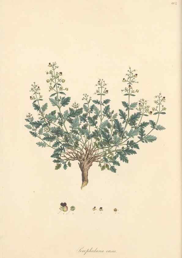 Reproducción/Reproduction 49557242473: Flora Graeca, sive, Plantarum rariorum historia, quas in provinciis aut insulis Graeciae /. Londini :Typis Richardi Taylor et socii, in Vico Shoe-Lane :MDCCCVI-MDCCCXL [1806-1840].. 