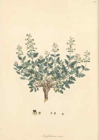 Reproducción/Reproduction 49557242473: Flora Graeca, sive, Plantarum rariorum historia, quas in provinciis aut insulis Graeciae /. Londini :Typis Richardi Taylor et socii, in Vico Shoe-Lane :MDCCCVI-MDCCCXL [1806-1840].. 