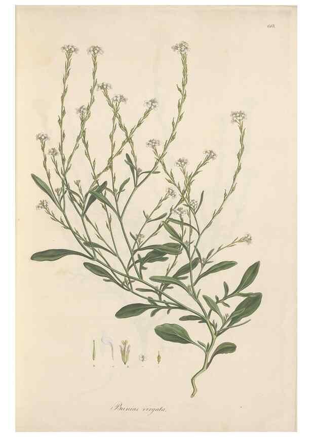 Reproducción/Reproduction 49557741316: Flora Graeca, sive, Plantarum rariorum historia, quas in provinciis aut insulis Graeciae /. Londini :Typis Richardi Taylor et socii, in Vico Shoe-Lane :MDCCCVI-MDCCCXL [1806-1840].. 