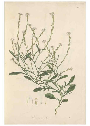 Reproducción/Reproduction 49557741316: Flora Graeca, sive, Plantarum rariorum historia, quas in provinciis aut insulis Graeciae /. Londini :Typis Richardi Taylor et socii, in Vico Shoe-Lane :MDCCCVI-MDCCCXL [1806-1840].. 