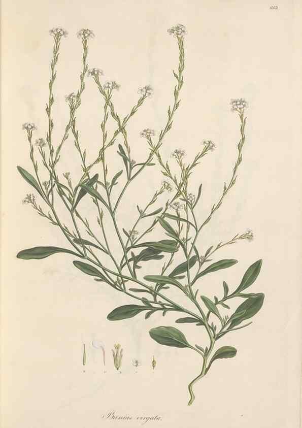 Reproducción/Reproduction 49557741316: Flora Graeca, sive, Plantarum rariorum historia, quas in provinciis aut insulis Graeciae /. Londini :Typis Richardi Taylor et socii, in Vico Shoe-Lane :MDCCCVI-MDCCCXL [1806-1840].. 