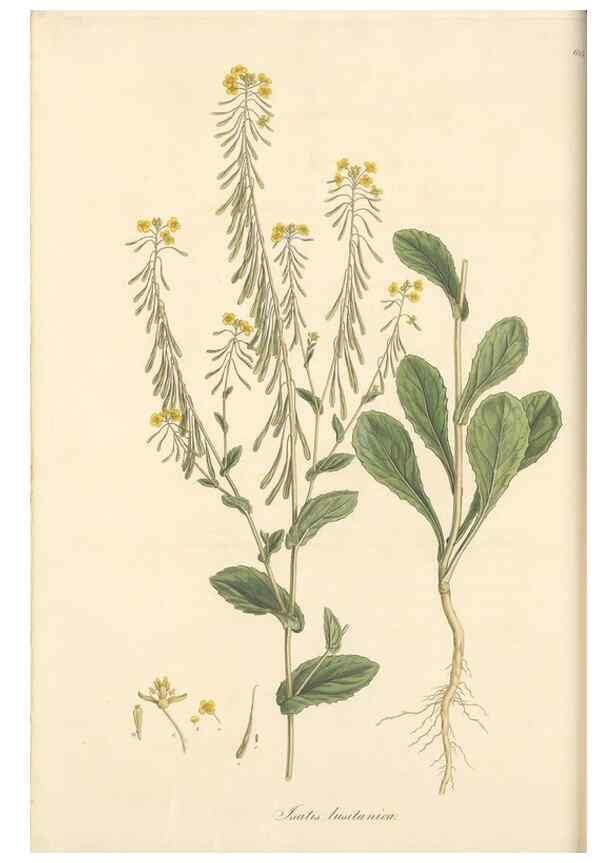 Reproducción/Reproduction 49557976892: Flora Graeca, sive, Plantarum rariorum historia, quas in provinciis aut insulis Graeciae /. Londini :Typis Richardi Taylor et socii, in Vico Shoe-Lane :MDCCCVI-MDCCCXL [1806-1840].. 