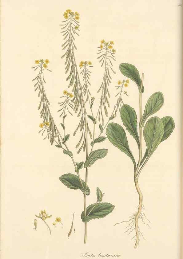 Reproducción/Reproduction 49557976892: Flora Graeca, sive, Plantarum rariorum historia, quas in provinciis aut insulis Graeciae /. Londini :Typis Richardi Taylor et socii, in Vico Shoe-Lane :MDCCCVI-MDCCCXL [1806-1840].. 