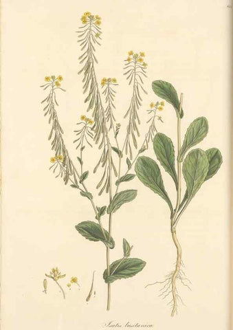 Reproducción/Reproduction 49557976892: Flora Graeca, sive, Plantarum rariorum historia, quas in provinciis aut insulis Graeciae /. Londini :Typis Richardi Taylor et socii, in Vico Shoe-Lane :MDCCCVI-MDCCCXL [1806-1840].. 