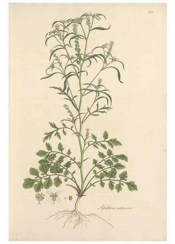 Reproducción/Reproduction 49557977177: Flora Graeca, sive, Plantarum rariorum historia, quas in provinciis aut insulis Graeciae /. Londini :Typis Richardi Taylor et socii, in Vico Shoe-Lane :MDCCCVI-MDCCCXL [1806-1840].. 