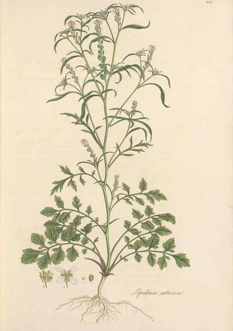 Reproducción/Reproduction 49557977177: Flora Graeca, sive, Plantarum rariorum historia, quas in provinciis aut insulis Graeciae /. Londini :Typis Richardi Taylor et socii, in Vico Shoe-Lane :MDCCCVI-MDCCCXL [1806-1840].. 