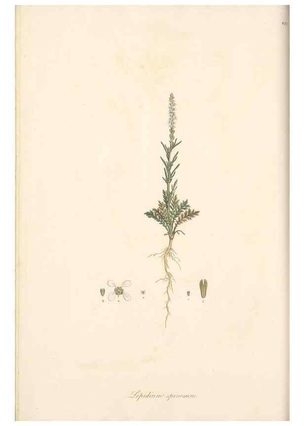 Reproducción/Reproduction 49557977512: Flora Graeca, sive, Plantarum rariorum historia, quas in provinciis aut insulis Graeciae /. Londini :Typis Richardi Taylor et socii, in Vico Shoe-Lane :MDCCCVI-MDCCCXL [1806-1840].. 
