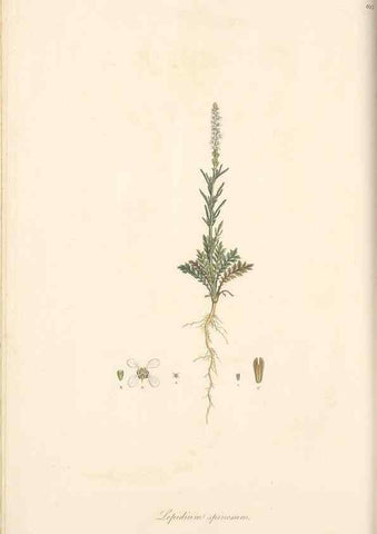Reproducción/Reproduction 49557977512: Flora Graeca, sive, Plantarum rariorum historia, quas in provinciis aut insulis Graeciae /. Londini :Typis Richardi Taylor et socii, in Vico Shoe-Lane :MDCCCVI-MDCCCXL [1806-1840].. 