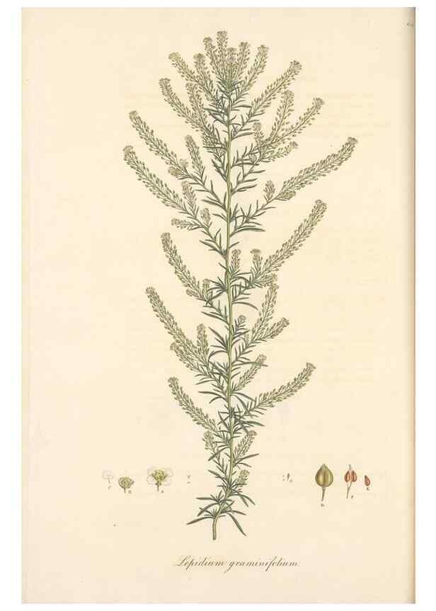 Reproducción/Reproduction 49557743051: Flora Graeca, sive, Plantarum rariorum historia, quas in provinciis aut insulis Graeciae /. Londini :Typis Richardi Taylor et socii, in Vico Shoe-Lane :MDCCCVI-MDCCCXL [1806-1840].. 