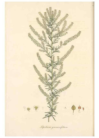 Reproducción/Reproduction 49557743051: Flora Graeca, sive, Plantarum rariorum historia, quas in provinciis aut insulis Graeciae /. Londini :Typis Richardi Taylor et socii, in Vico Shoe-Lane :MDCCCVI-MDCCCXL [1806-1840].. 