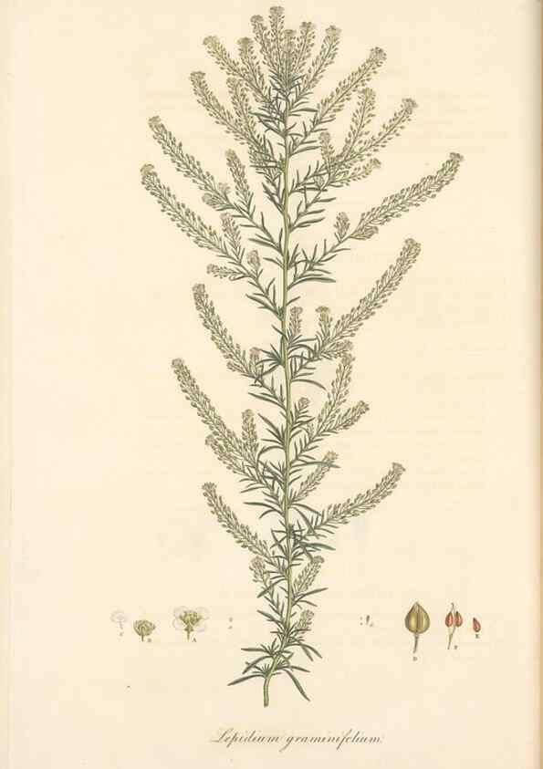 Reproducción/Reproduction 49557743051: Flora Graeca, sive, Plantarum rariorum historia, quas in provinciis aut insulis Graeciae /. Londini :Typis Richardi Taylor et socii, in Vico Shoe-Lane :MDCCCVI-MDCCCXL [1806-1840].. 