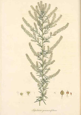 Reproducción/Reproduction 49557743051: Flora Graeca, sive, Plantarum rariorum historia, quas in provinciis aut insulis Graeciae /. Londini :Typis Richardi Taylor et socii, in Vico Shoe-Lane :MDCCCVI-MDCCCXL [1806-1840].. 