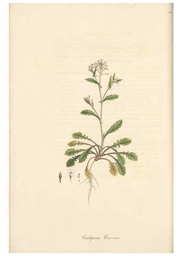 Reproducción/Reproduction 49557978147: Flora Graeca, sive, Plantarum rariorum historia, quas in provinciis aut insulis Graeciae /. Londini :Typis Richardi Taylor et socii, in Vico Shoe-Lane :MDCCCVI-MDCCCXL [1806-1840].. 