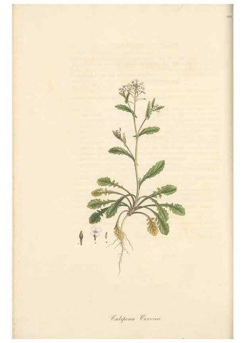 Reproducción/Reproduction 49557978147: Flora Graeca, sive, Plantarum rariorum historia, quas in provinciis aut insulis Graeciae /. Londini :Typis Richardi Taylor et socii, in Vico Shoe-Lane :MDCCCVI-MDCCCXL [1806-1840].. 