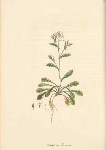 Reproducción/Reproduction 49557978147: Flora Graeca, sive, Plantarum rariorum historia, quas in provinciis aut insulis Graeciae /. Londini :Typis Richardi Taylor et socii, in Vico Shoe-Lane :MDCCCVI-MDCCCXL [1806-1840].. 