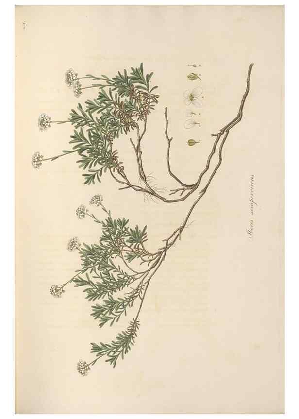 Reproducción/Reproduction 49557247128: Flora Graeca, sive, Plantarum rariorum historia, quas in provinciis aut insulis Graeciae /. Londini :Typis Richardi Taylor et socii, in Vico Shoe-Lane :MDCCCVI-MDCCCXL [1806-1840].. 