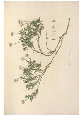 Reproducción/Reproduction 49557247128: Flora Graeca, sive, Plantarum rariorum historia, quas in provinciis aut insulis Graeciae /. Londini :Typis Richardi Taylor et socii, in Vico Shoe-Lane :MDCCCVI-MDCCCXL [1806-1840].. 