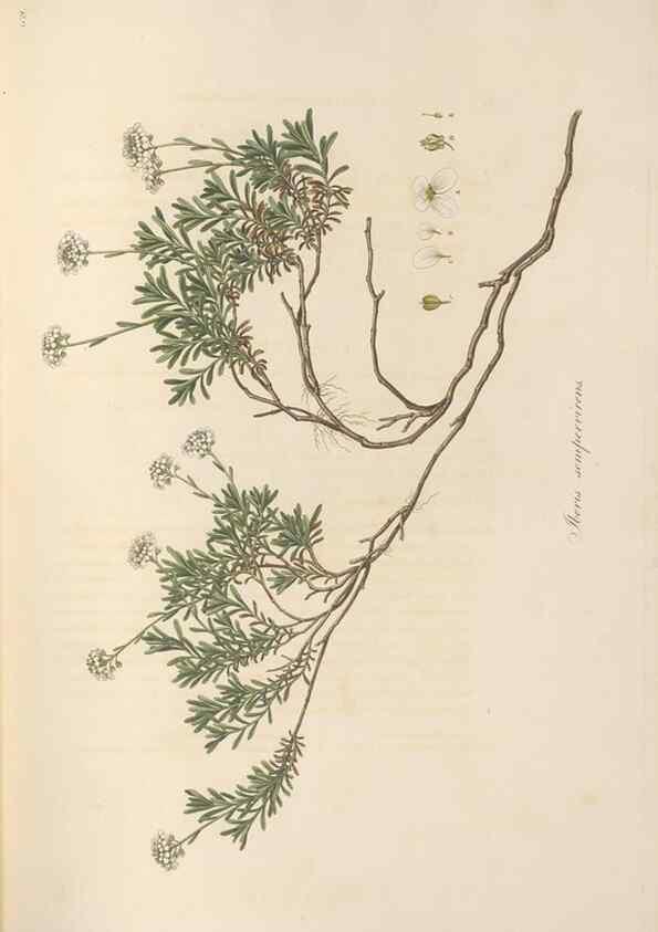 Reproducción/Reproduction 49557247128: Flora Graeca, sive, Plantarum rariorum historia, quas in provinciis aut insulis Graeciae /. Londini :Typis Richardi Taylor et socii, in Vico Shoe-Lane :MDCCCVI-MDCCCXL [1806-1840].. 